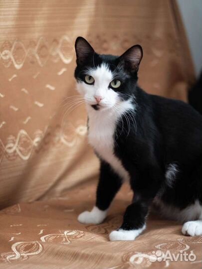 Домик для кошки