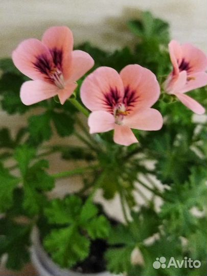 Пеларгония- ангел