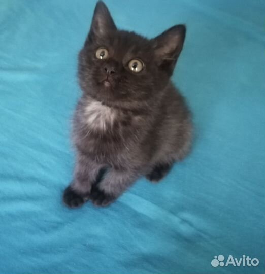 Кошка котенок в дар