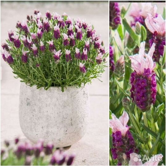 Лаванда Снежная,Бандера Дип Роуз и др.Семена