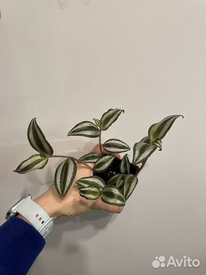 Неприхотливые цветы за корм для бездомных котиков