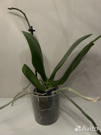 Орхидея Tinu Melissa (отцвела)