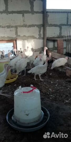 Индюшата подрощенные