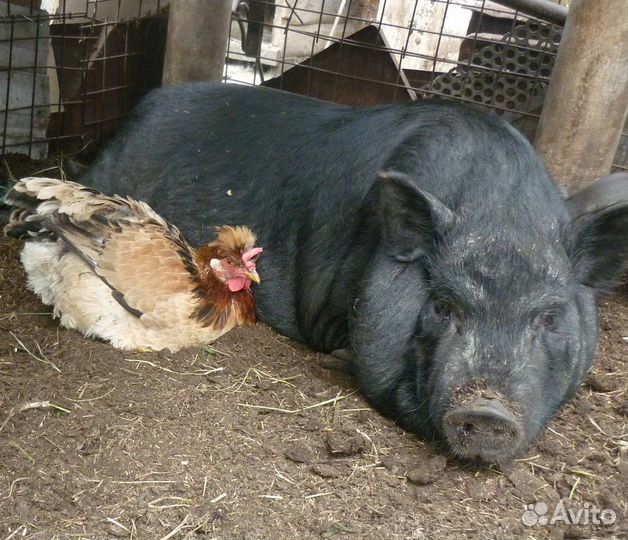 Отдам бесплатно перегной.Много