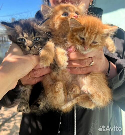 Котята в добрые руки