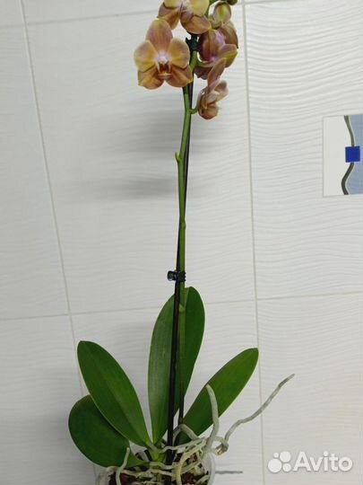 Орхидея фалинопсис брион