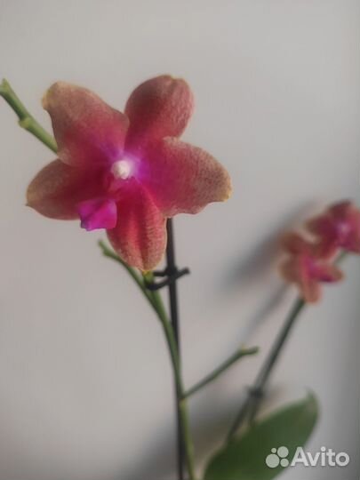 Орхидея Бронзовый будда