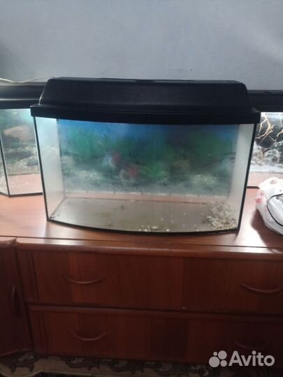 Аквариум