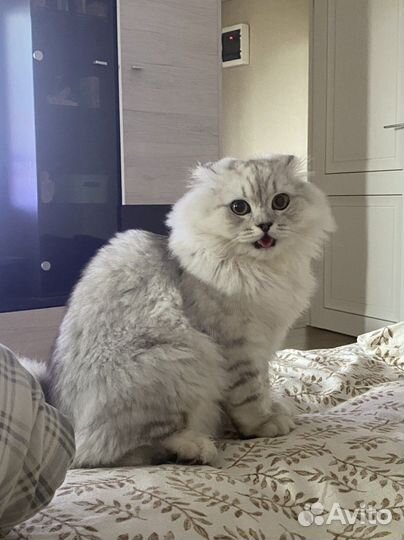 Шотланская серебристо-затушеванная шиншилла(вязка)