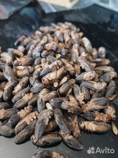 Сверчки заморозка