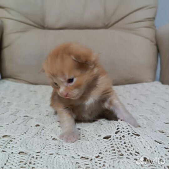 Котята мейн-кун