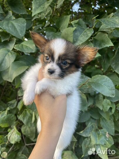 Щенки папийона