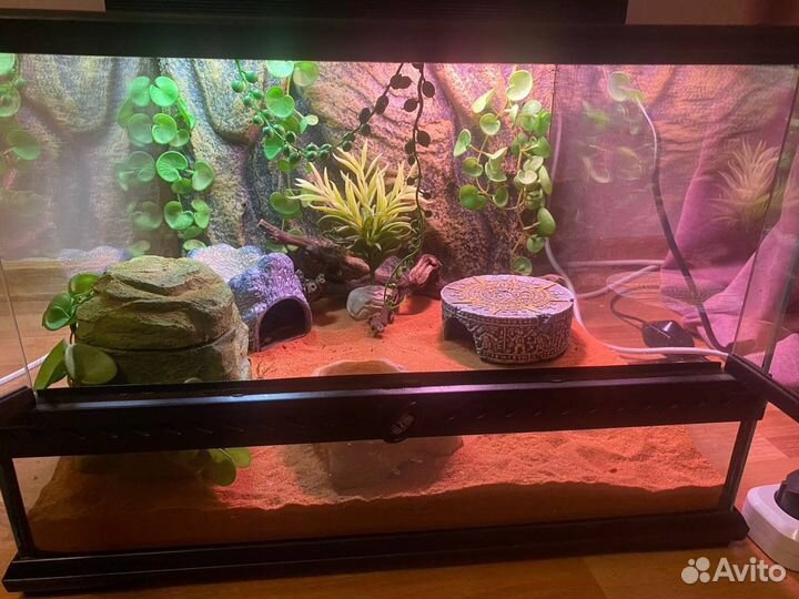Террариум для эублефара