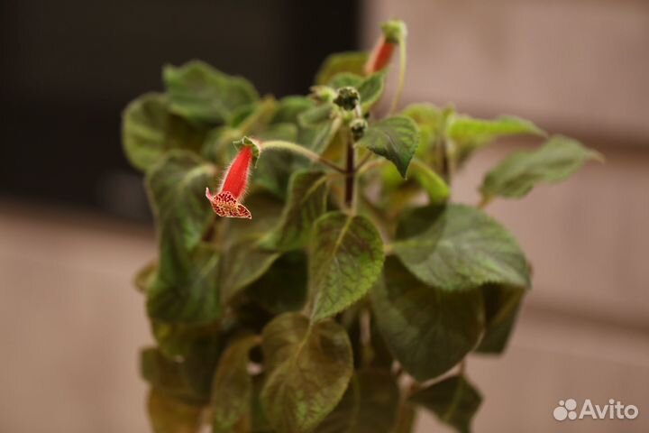 Колерия цветущее домашнее растение