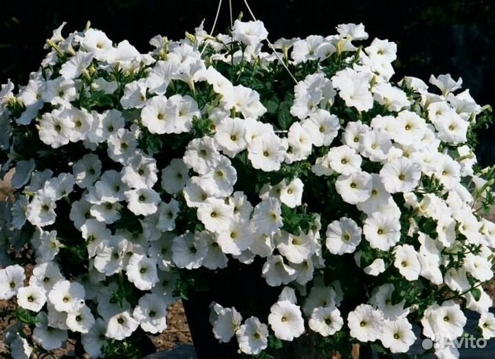 Вегетативные петунии и алиссум