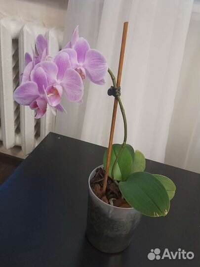 Орхидея фаленопсис