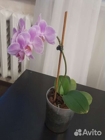 Орхидея фаленопсис