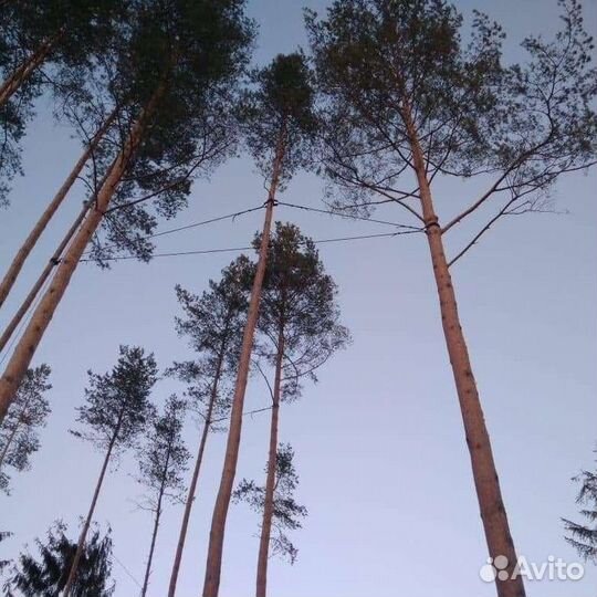 Спил деревьев