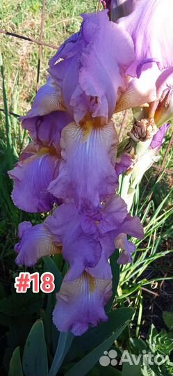 Ирисы
