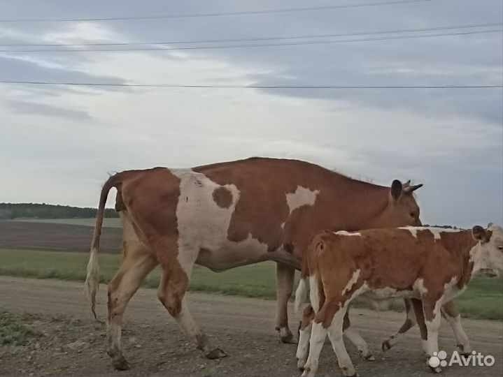 Коровы тёлки телята