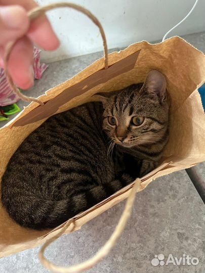 Продается кот, шустрый,умный, игривый
