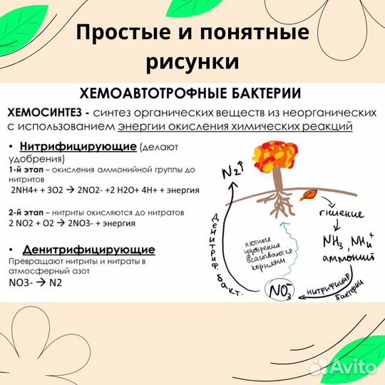 Сильный репетитор по биологии, анатомии цнс