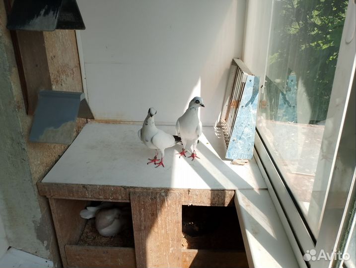 Продажа голубей