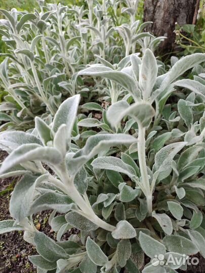 Многолетники