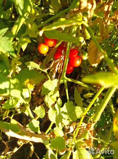 Сухофрукты