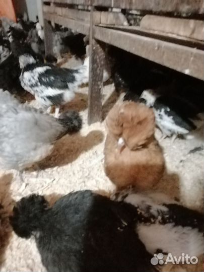 Цыплята мясояичной породы