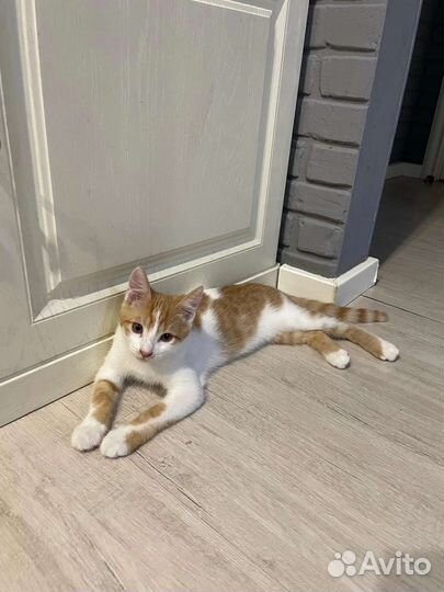 Котик 4 месяца