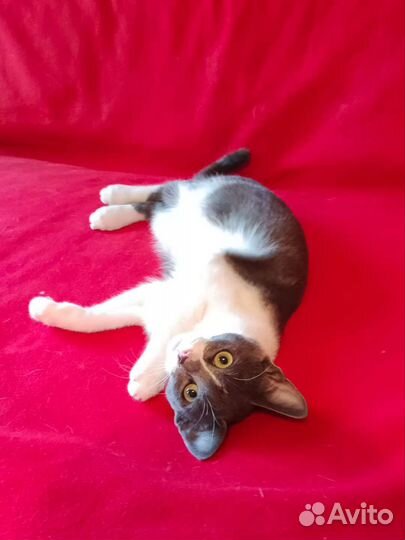 Меня бросили ищу семью