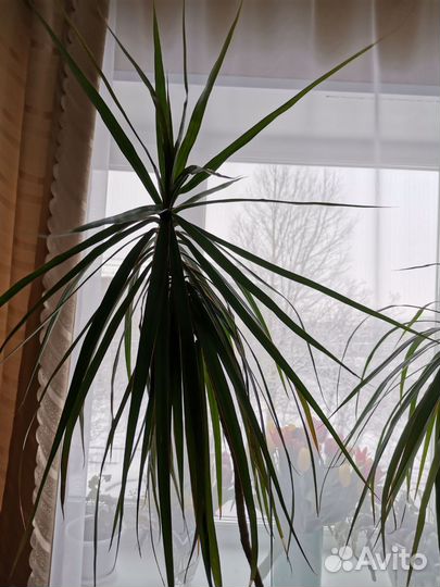 Комнатные цветы драцена