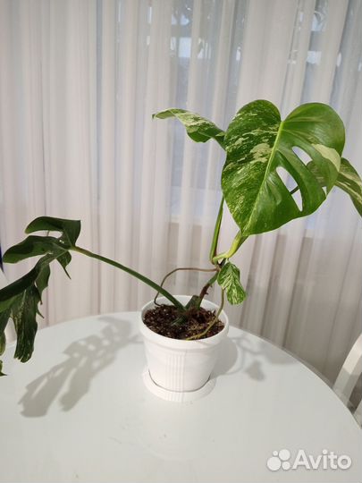 Монстера Альба (делициоза, крупная форма)