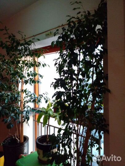 Бенджамина