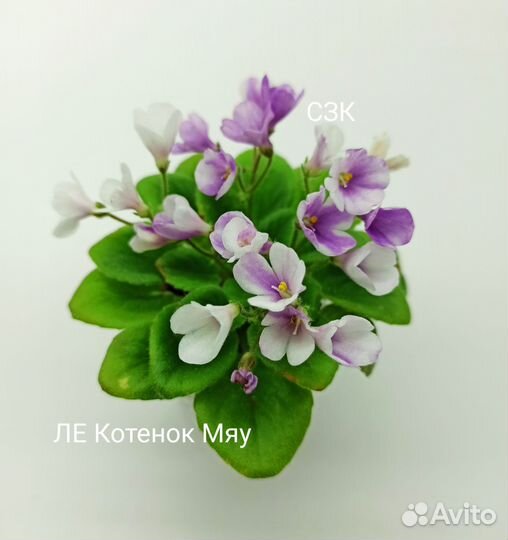 Сортовые мини фиалки ч. 2