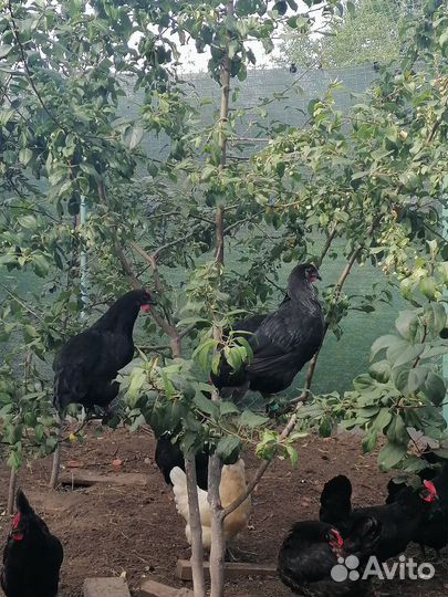 Инкубационное яйцо