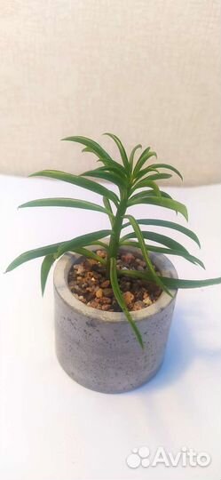 Суккуленты, пеперомия Феррейра, счастливые бобы