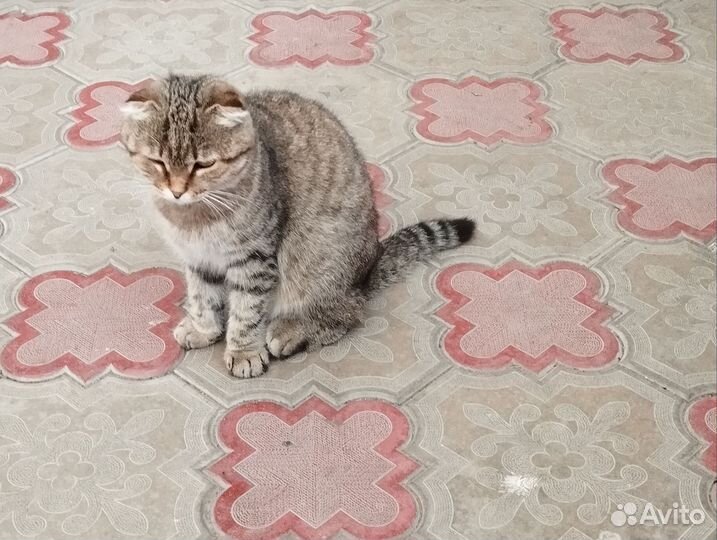 Кошка вислоухая