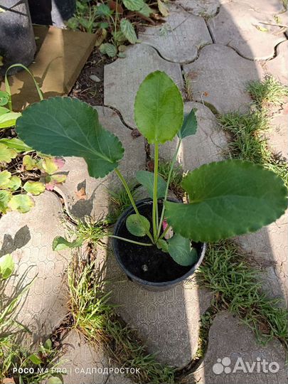 Растения для сада