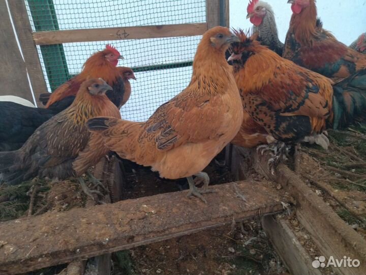 Инкубационное яйцо кур