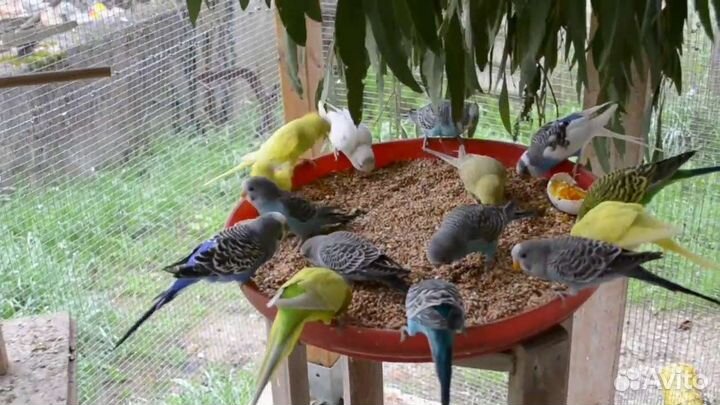 Попугай,розелла пенантовая,декоративный ёжик