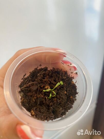 Венерина мухоловка 