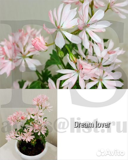 Зональные пеларгонии / герань