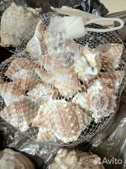 Морские ракушки раковины