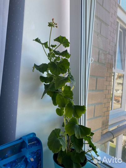 Пеларгония герань