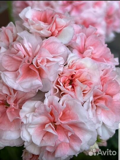 Сортовые пеларгонии