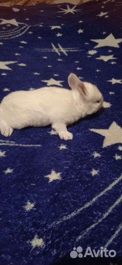 Декоративные кролики