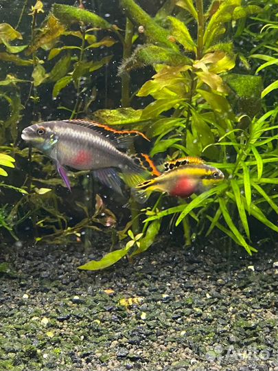 Пара пельвикахромисов пульхера