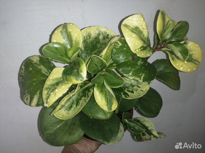 Пеперомия вариегатная